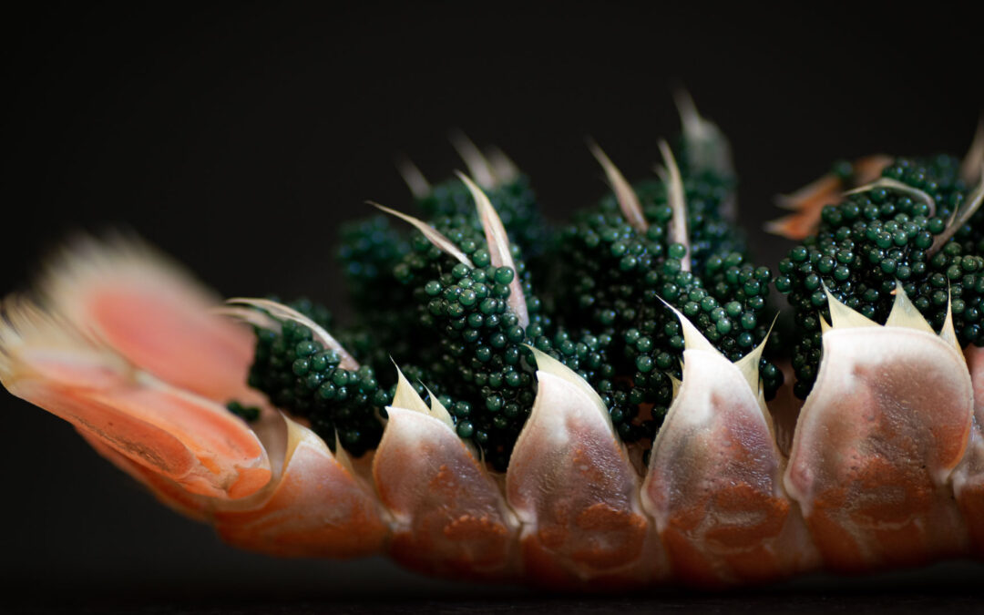 Caviar: The Elegant Food