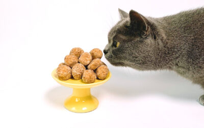 Cat Food