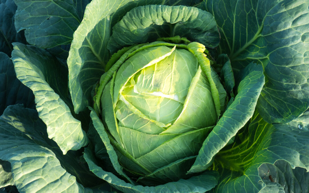 Cabbage: Your Diet Friend