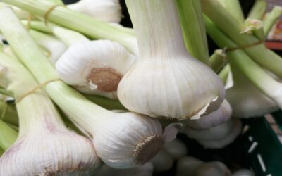 Garlic: A Spice That Makes Your Pasta Sauce Delicious